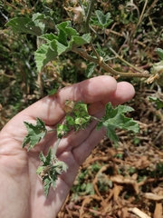 Malva multiflora