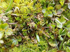 Chaerophyllum colensoi