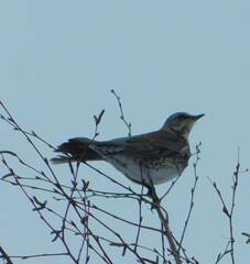 Turdus pilaris