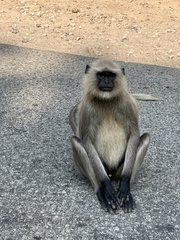 Semnopithecus entellus