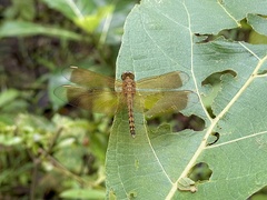Neurothemis terminata