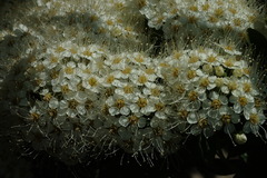 Spiraea media