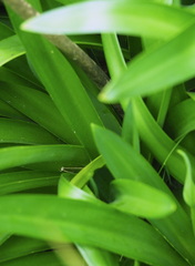 Agapanthus praecox