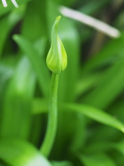 Agapanthus praecox