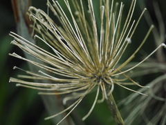 Agapanthus praecox