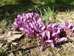 Lathraea clandestina