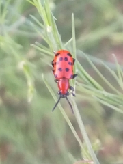 Crioceris duodecimpunctata