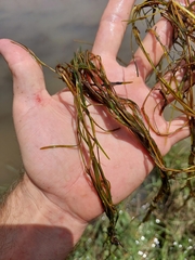 Potamogeton pusillus