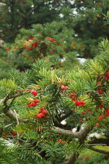 Taxus cuspidata