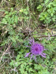 Centaurea scabiosa