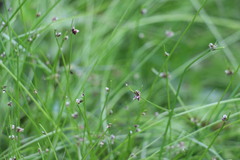 Isolepis inundata