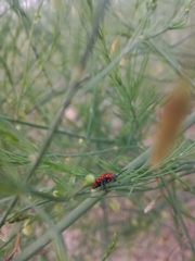 Crioceris duodecimpunctata