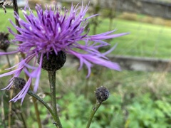 Centaurea scabiosa