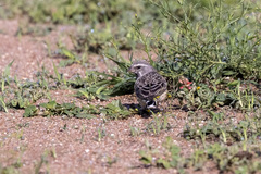 Crithagra atrogularis