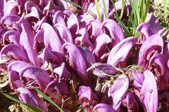 Lathraea clandestina