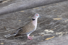 Streptopelia decipiens