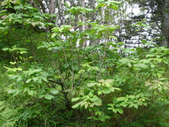 Toxicodendron orientale