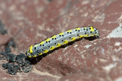 Diloba caeruleocephala