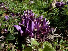 Lathraea clandestina