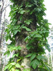 Toxicodendron orientale