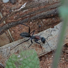 Myrmophyma