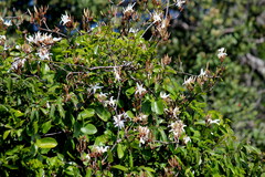 Ancylobothrys capensis