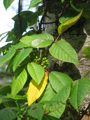 Toxicodendron orientale
