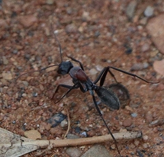 Myrmophyma