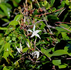 Ancylobothrys capensis