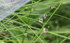 Isolepis inundata