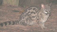 Genetta maculata