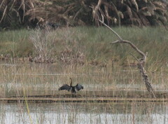 Anhinga rufa