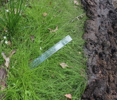 Isolepis inundata