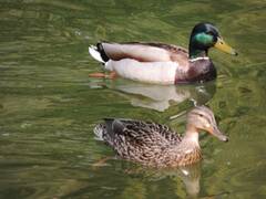Anas platyrhynchos