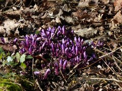 Lathraea clandestina