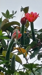 Passiflora mixta