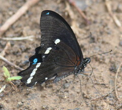 Papilio nireus lyaeus