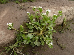 Cochlearia aestuaria