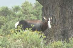 Damaliscus pygargus pygargus
