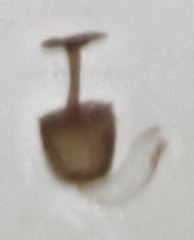 Ptenidium laevigatum
