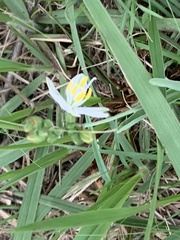 Chlorophytum cooperi