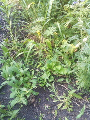 Erysimum marschallianum