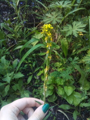 Erysimum marschallianum