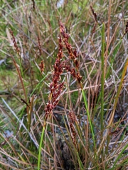 Machaerina tetragona
