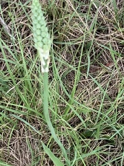 Albuca virens