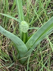 Albuca virens