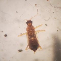 Thylodrias contractus