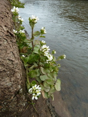 Cochlearia aestuaria