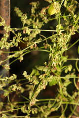 Rumex conglomeratus