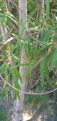 Sapium haematospermum